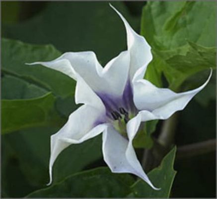  Datura Stramonium:  Découverte d'un Trésor Pharmaceutique Inconnu !