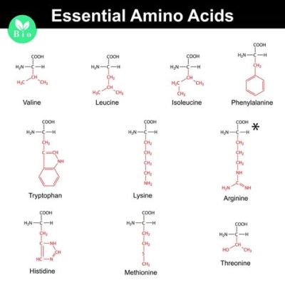 Isoleucine: L'Aminoacide Essentiel pour une Croissance Optimale et la Fabrication de Protéines Précises!