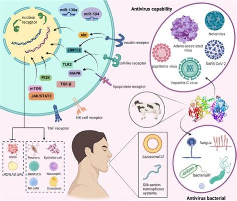  Lactoferrine: Biocompatible Protein Pour Applications Médicales Innovantes !