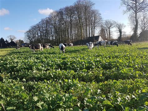 Soufre, Le Catalyseur Indispensable pour la Production d'Acides et de Fertilisants Agricoles !